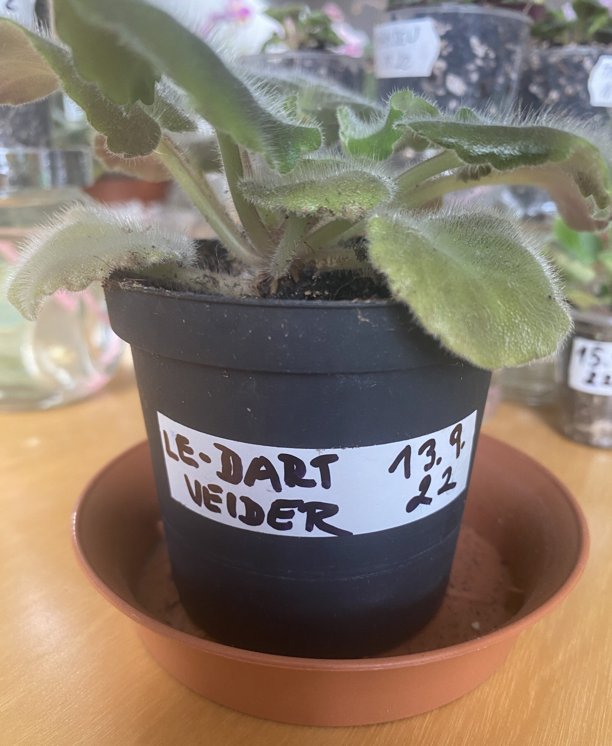 African violet name tag