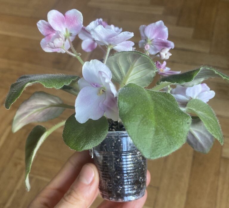 African violet plastic pot