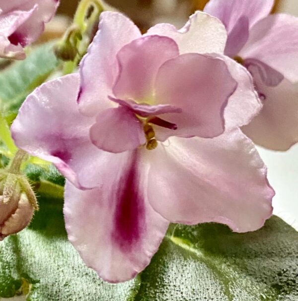 Mac's Southern Springtime African violet