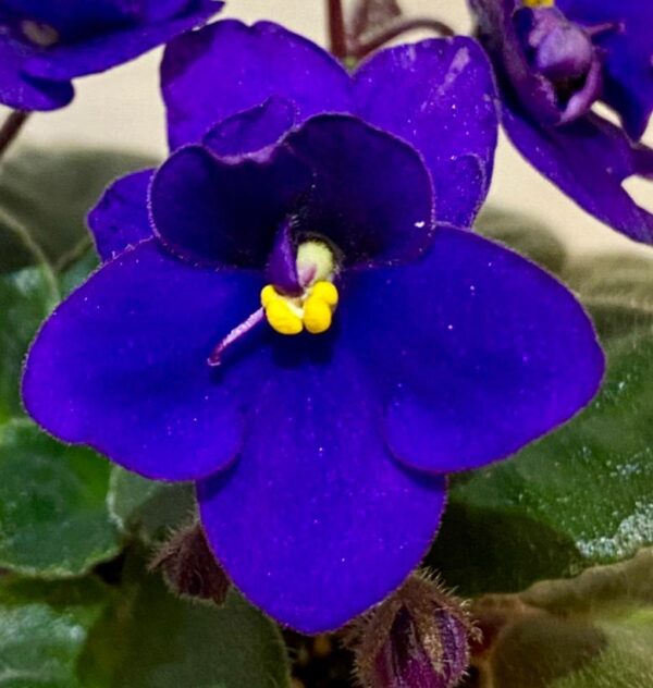 NOID blue purple pansy