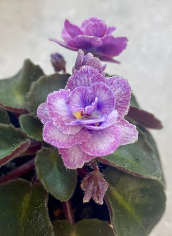 Persian Lace african violet