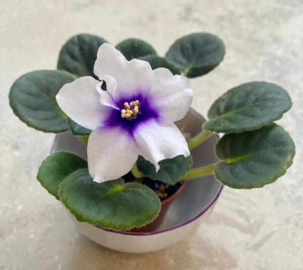 RS-Ideal african violet